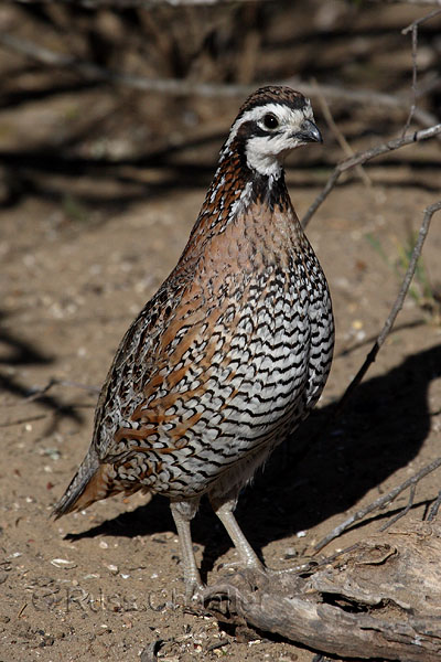 Northern Bobwhite © Russ Chantler